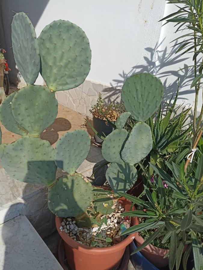 Apartament Fichi D India Cellino San Marco Zewnętrze zdjęcie
